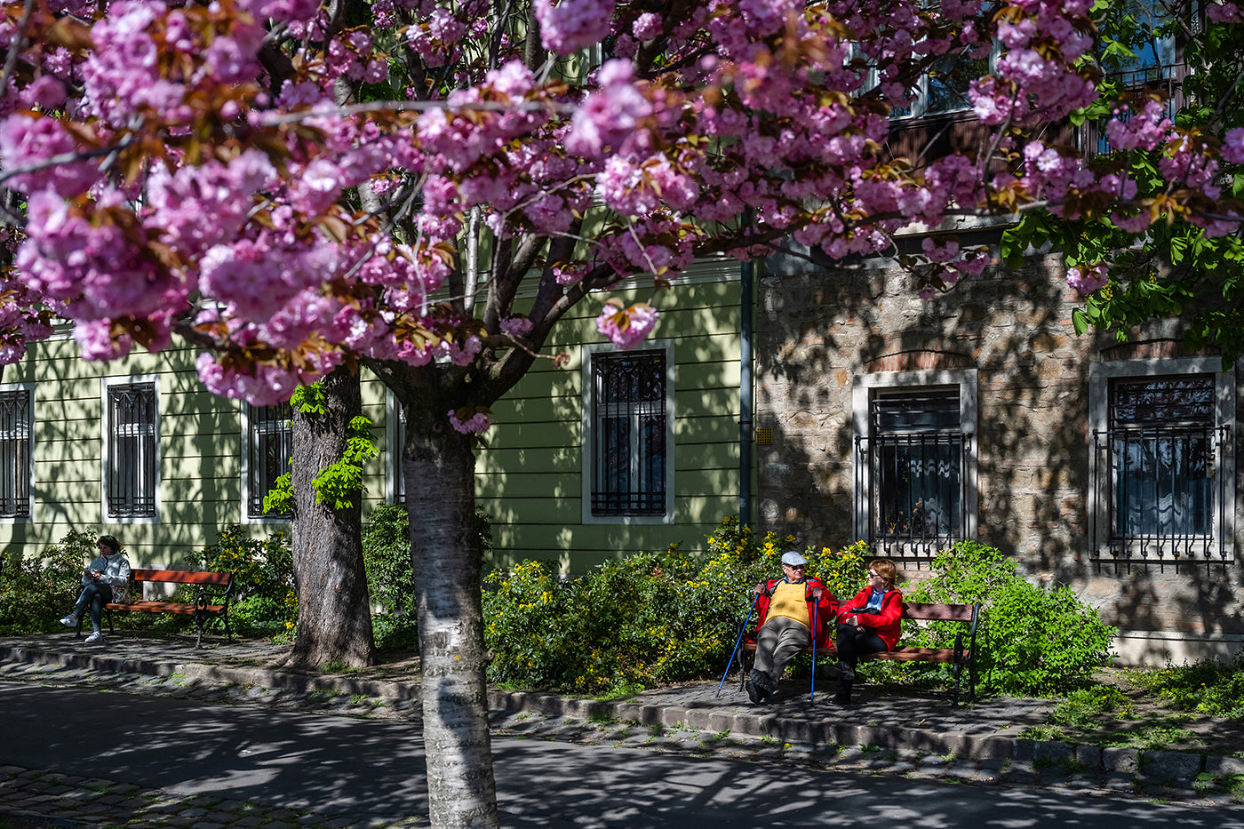 Cherry blossoms on the Tóth Árpád promenade #5832