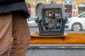 Dog at the Stadiums #6139