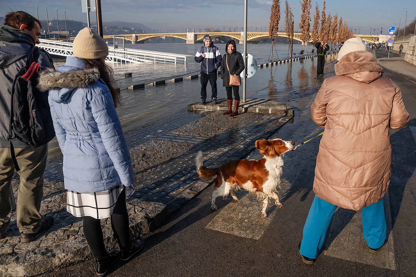 Dog on the quay during a flood #6719