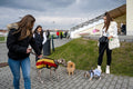 Életkép a Kincsem Parkban #7009