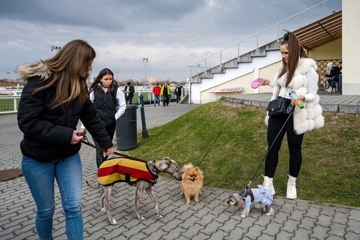 Életkép a Kincsem Parkban #7009