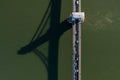Chain bridge from above #7231