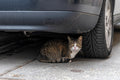 Cat in the Castle District #7250