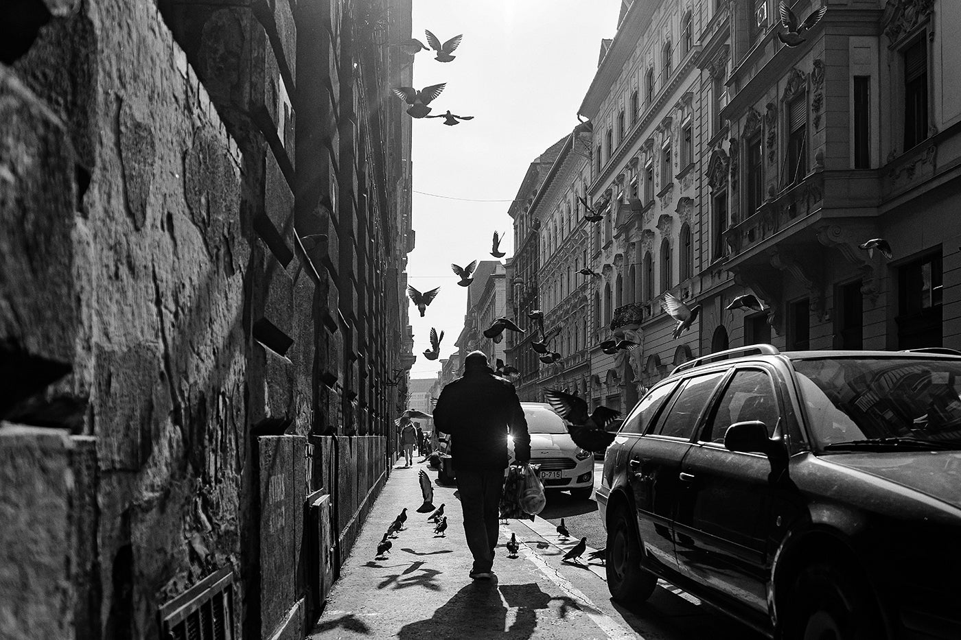Pigeons on Aradi Street #7264