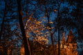 Autumn City Park #7702