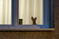 Plush rabbit in a window in a village #8426