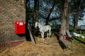 Life in Kincsem Park #8795