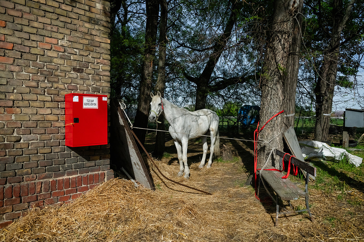 Life in Kincsem Park #8795