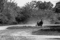 Életkép a Kincsem Parkban #8802