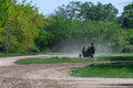 Életkép a Kincsem Parkban #8801