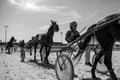 Trotting in Kincsem Park #8814