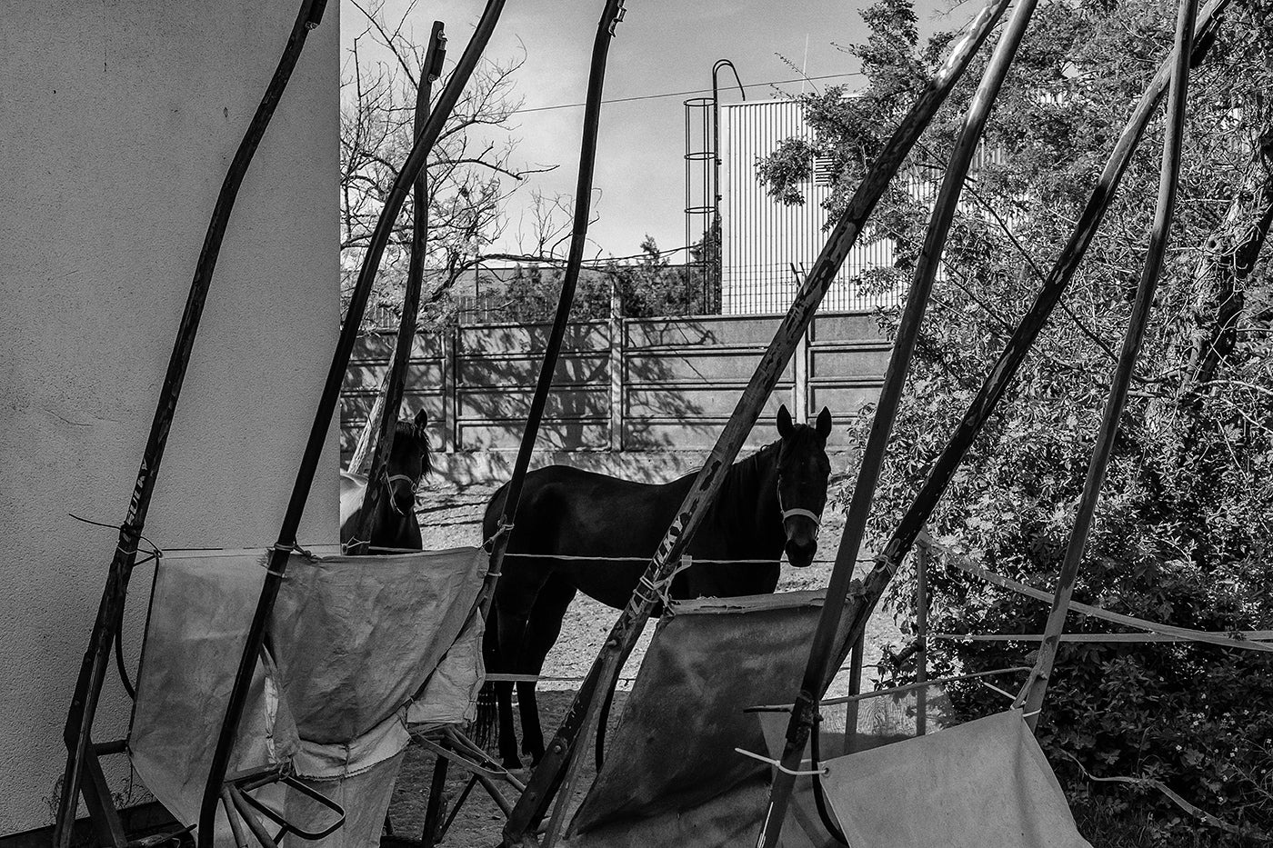 Életkép a Kincsem Parkban #8837