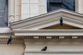 Pigeons on Vaci Street #9070