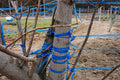 Blue ribbons in Kincsem Park #9186