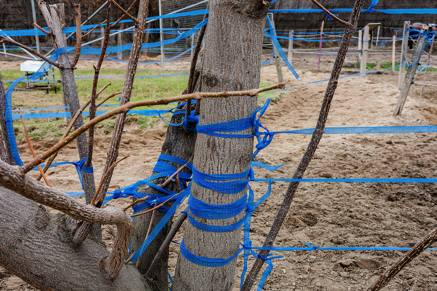 Blue ribbons in Kincsem Park #9186